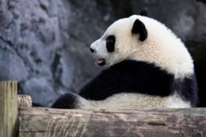panda, Pandas, Baer, Bears, Baby, Cute,  24