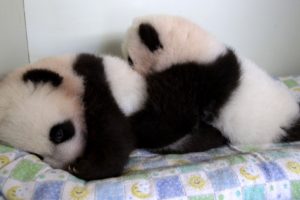 panda, Pandas, Baer, Bears, Baby, Cute,  31