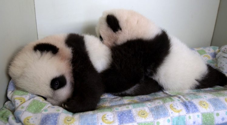 panda, Pandas, Baer, Bears, Baby, Cute,  31 HD Wallpaper Desktop Background