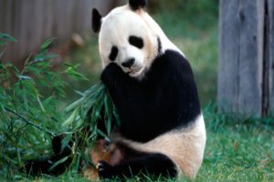 panda, Pandas, Baer, Bears, Baby, Cute,  27