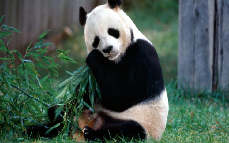 panda, Pandas, Baer, Bears, Baby, Cute,  27 HD Wallpaper Desktop Background