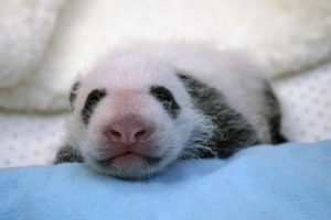 panda, Pandas, Baer, Bears, Baby, Cute,  37