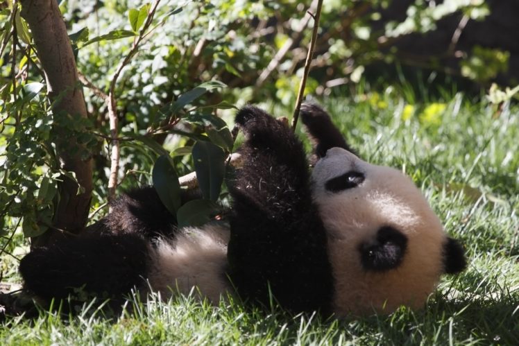 panda, Pandas, Baer, Bears, Baby, Cute,  38 HD Wallpaper Desktop Background