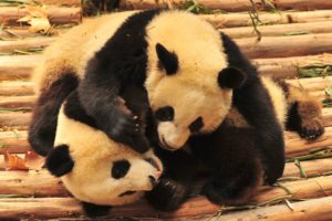 panda, Pandas, Baer, Bears, Baby, Cute,  40