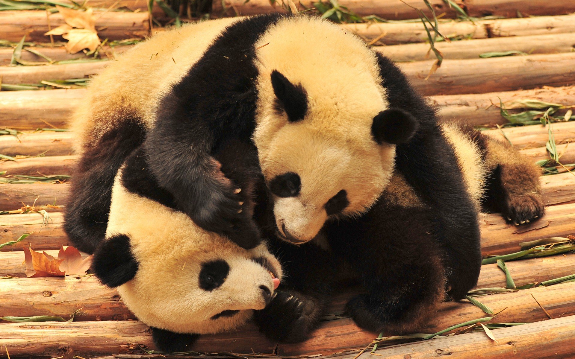 panda, Pandas, Baer, Bears, Baby, Cute,  40 Wallpaper