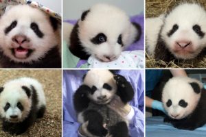 panda, Pandas, Baer, Bears, Baby, Cute,  46