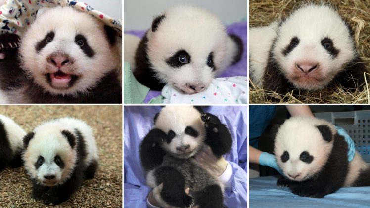 panda, Pandas, Baer, Bears, Baby, Cute,  46 HD Wallpaper Desktop Background