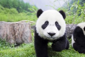panda, Pandas, Baer, Bears, Baby, Cute,  53