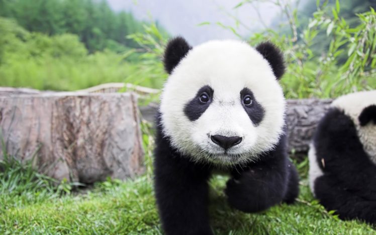 panda, Pandas, Baer, Bears, Baby, Cute,  53 HD Wallpaper Desktop Background