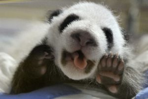 panda, Pandas, Baer, Bears, Baby, Cute,  52