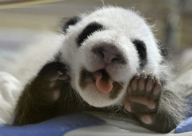 panda, Pandas, Baer, Bears, Baby, Cute,  52 HD Wallpaper Desktop Background