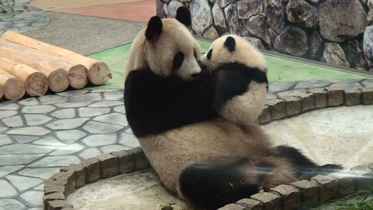 panda, Pandas, Baer, Bears, Baby, Cute,  51 HD Wallpaper Desktop Background
