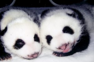 panda, Pandas, Baer, Bears, Baby, Cute,  57