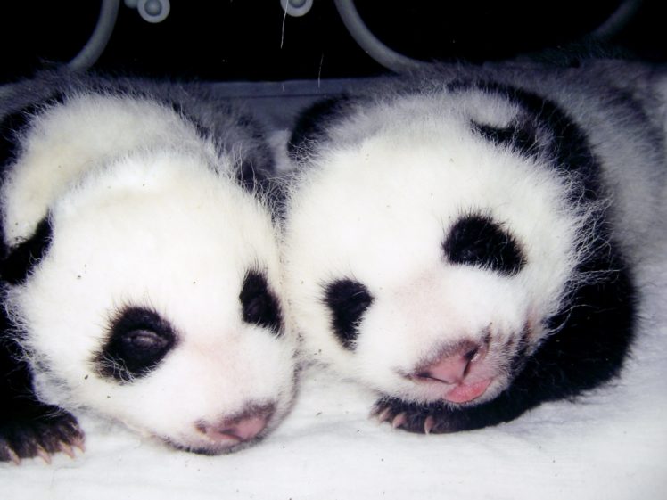 panda, Pandas, Baer, Bears, Baby, Cute,  57 HD Wallpaper Desktop Background