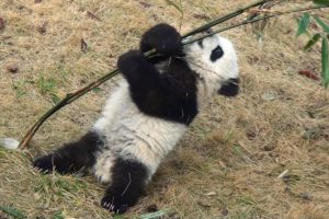 panda, Pandas, Baer, Bears, Baby, Cute,  58