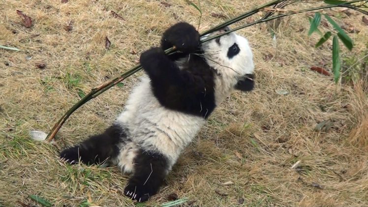 panda, Pandas, Baer, Bears, Baby, Cute,  58 HD Wallpaper Desktop Background