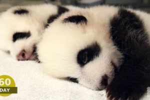 panda, Pandas, Baer, Bears, Baby, Cute,  60