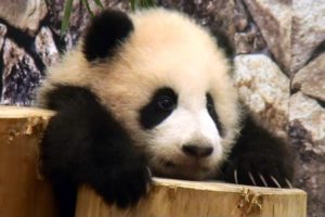 panda, Pandas, Baer, Bears, Baby, Cute,  64