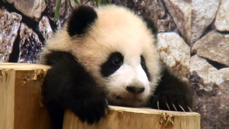 panda, Pandas, Baer, Bears, Baby, Cute,  64 HD Wallpaper Desktop Background