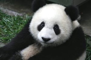 panda, Pandas, Baer, Bears, Baby, Cute,  65