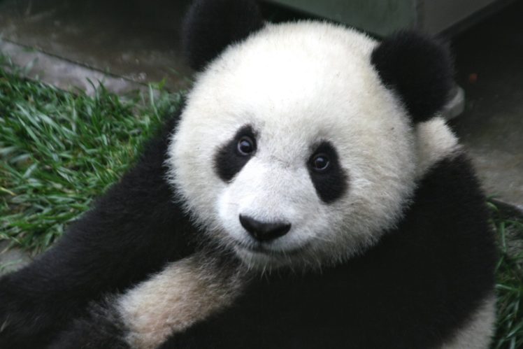 panda, Pandas, Baer, Bears, Baby, Cute,  65 HD Wallpaper Desktop Background