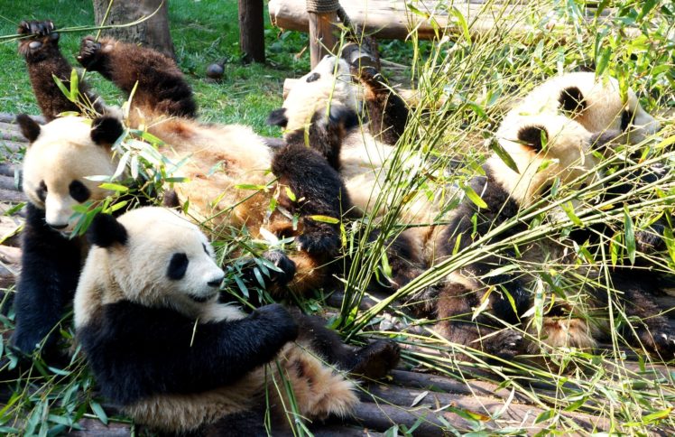 panda, Pandas, Baer, Bears, Baby, Cute,  70 HD Wallpaper Desktop Background