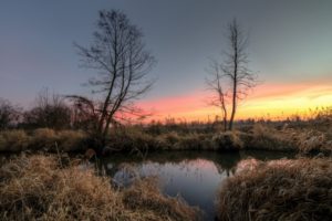 dawn, Morning, Trees, Reeds, Lake