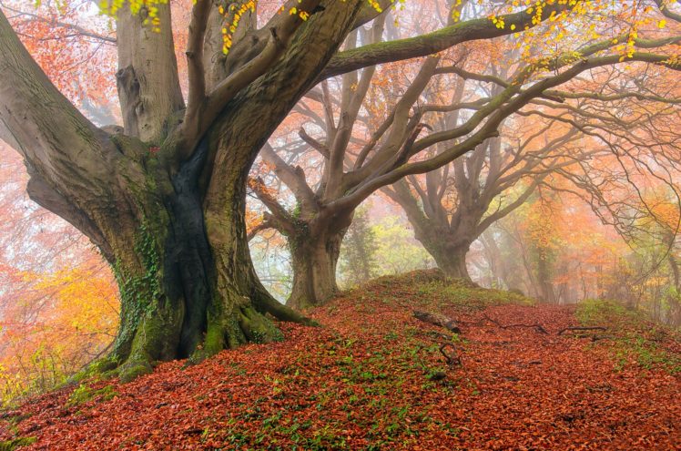 autumn, Fog, Forest HD Wallpaper Desktop Background