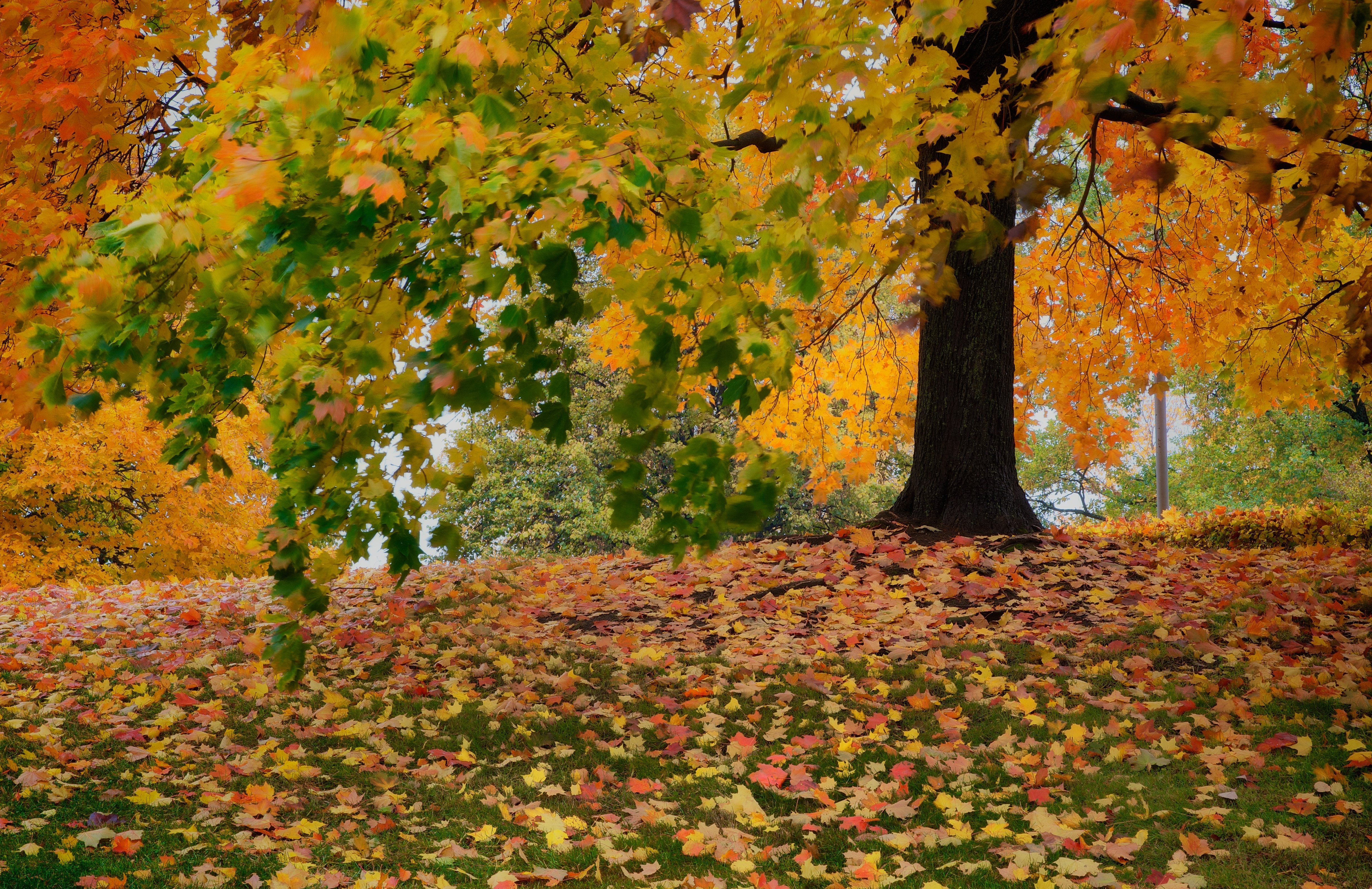 foliage, Trees, Autumn Wallpaper