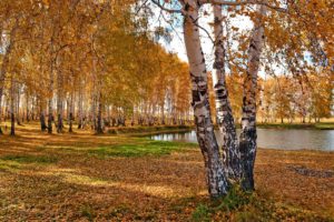 park, Birch, Fall, Trees, Pond