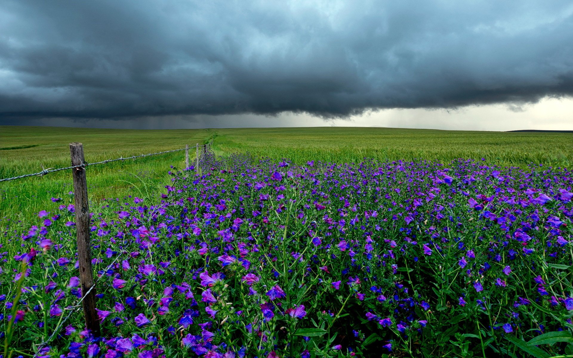 flowers, Landscape, Clouds, Field, Fence Wallpaper