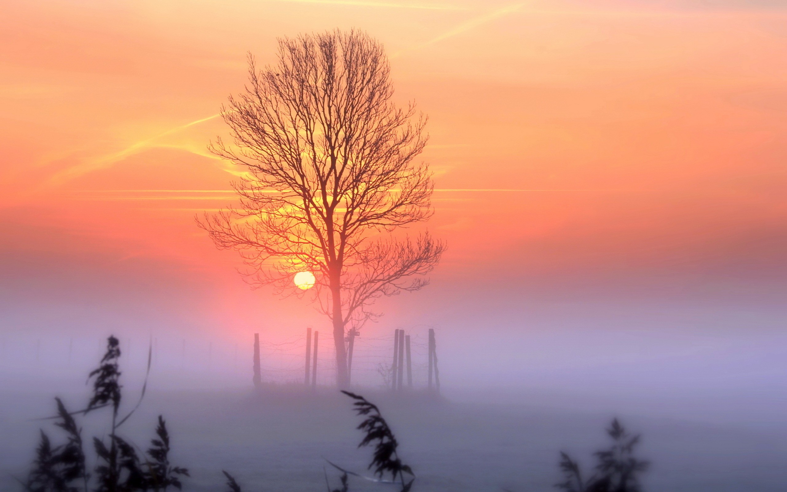 view, Sunset, And, Mist Wallpaper