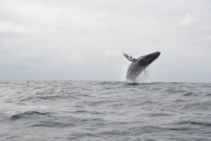 whales, Ocean