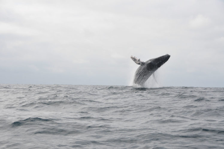 whales, Ocean HD Wallpaper Desktop Background