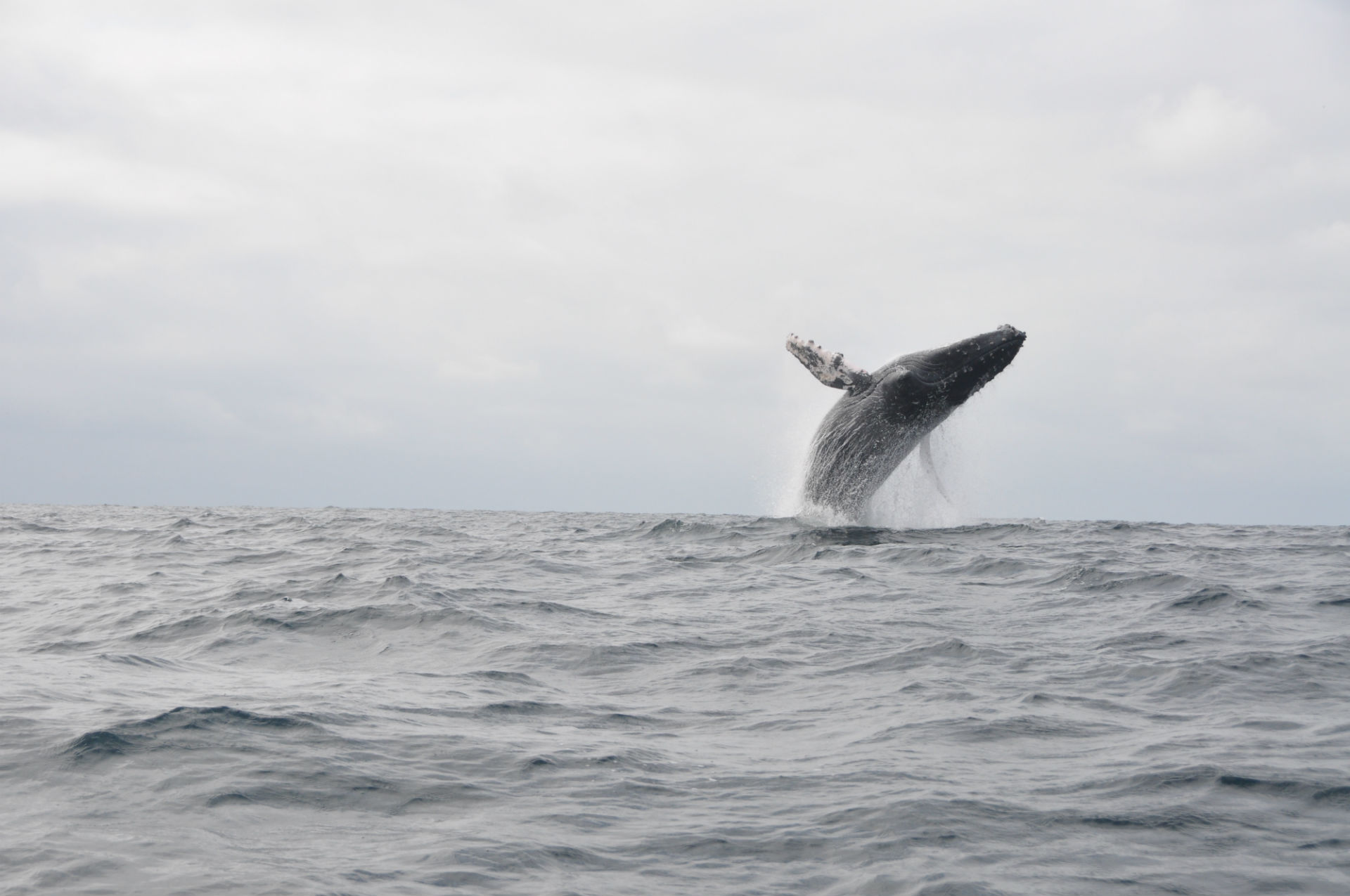 whales, Ocean Wallpaper