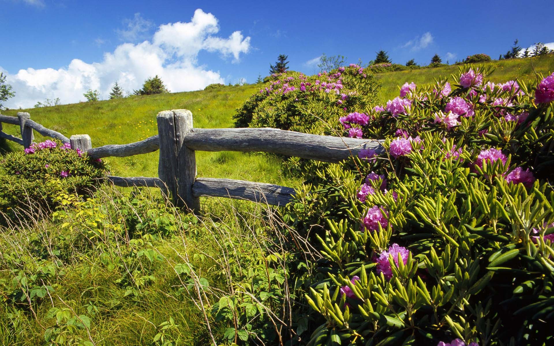 summer, Sky, Green, Meadow, Fence, Flowers, Clouds, Landscapes, Hills, Plants Wallpaper