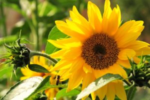 sunflowers, Plants, Leaves, Yellow, Pollen, Petals