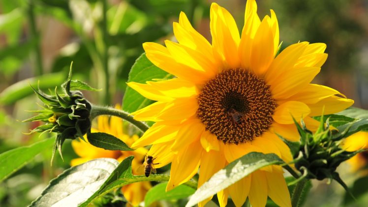 sunflowers, Plants, Leaves, Yellow, Pollen, Petals HD Wallpaper Desktop Background