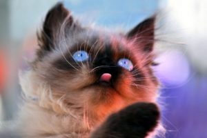 kittens, Cats, Felines, Babies, Face, Eyes, Humor, Cute, Funny, Whiskers