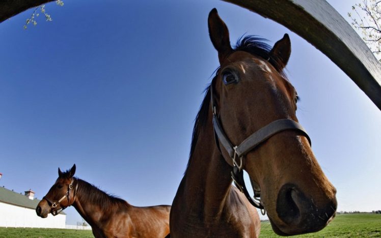 , 1, Horses, Eyes, Face, Pov, Fence, Fisheye HD Wallpaper Desktop Background