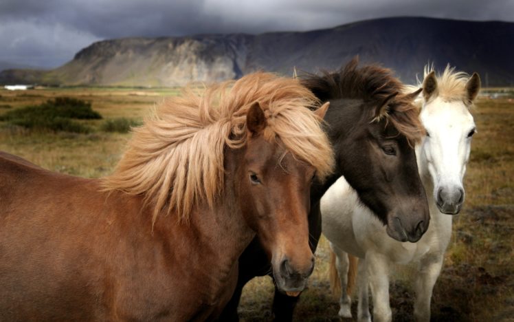 , 1, Horses, Landscapes, Mountains HD Wallpaper Desktop Background