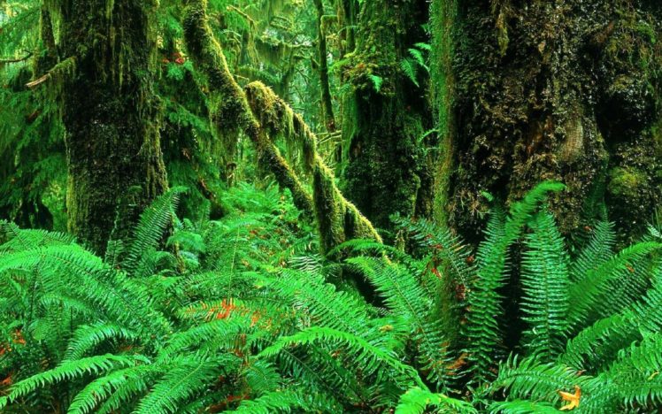 , 1, Landscapes, Jungle, Forest, Woods, Ferns, Moss, Plants, Green HD Wallpaper Desktop Background