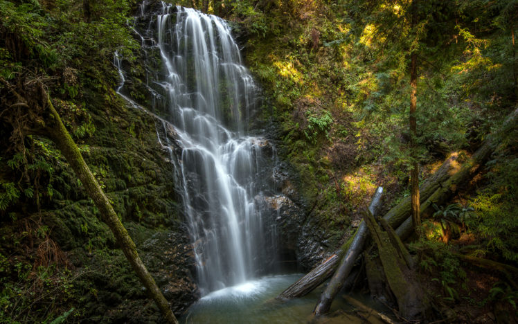 , 1, Waterfall, Jungle, Forest, Logs, Woods, Timelapse HD Wallpaper Desktop Background
