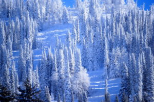 landscapes, Winter, Forest, Snow
