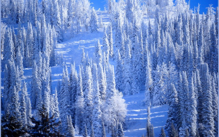landscapes, Winter, Forest, Snow HD Wallpaper Desktop Background