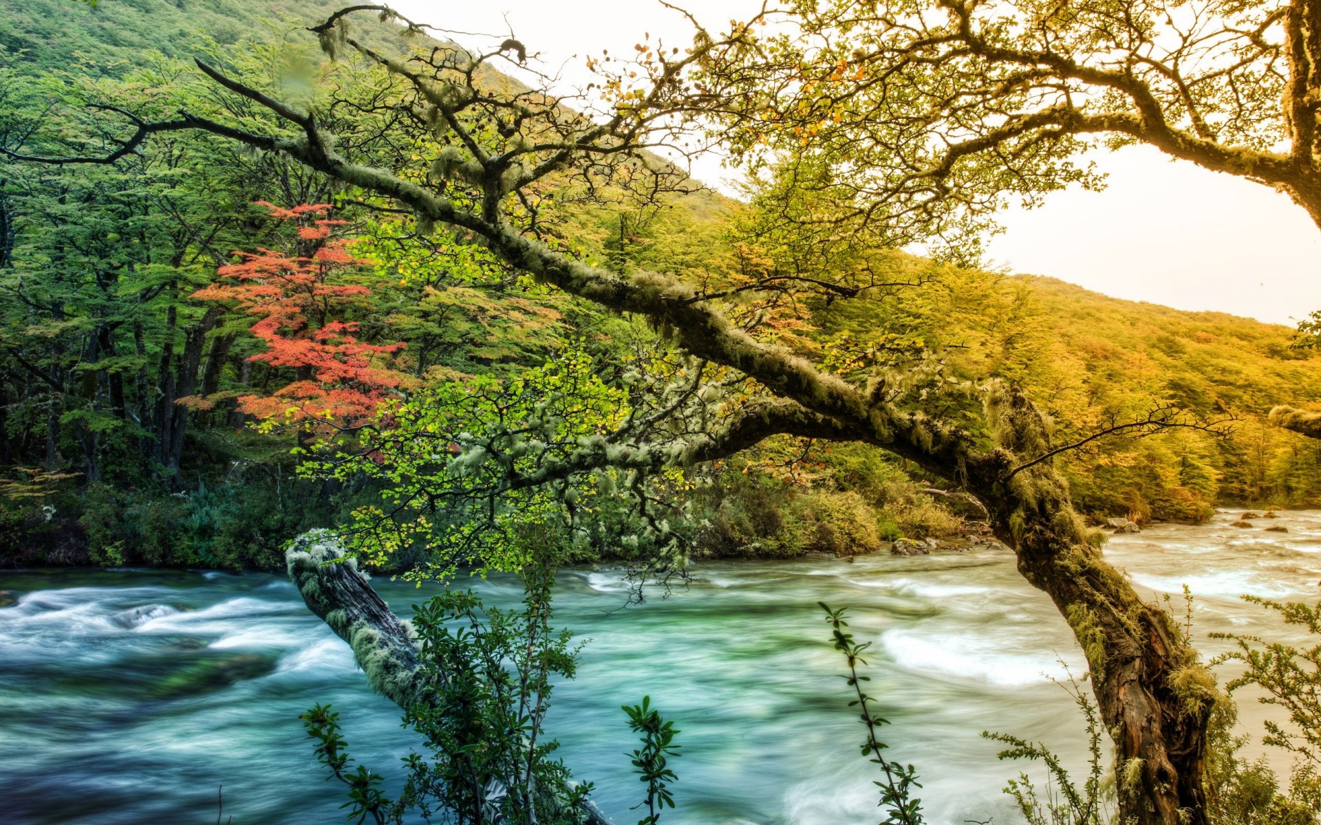 landscapes, Trees Wallpaper
