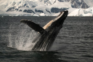 whales, Ocean, Sea