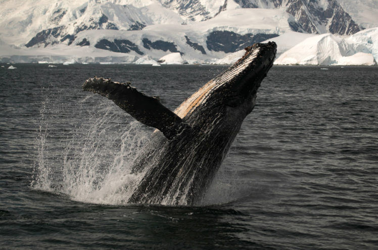 whales, Ocean, Sea HD Wallpaper Desktop Background