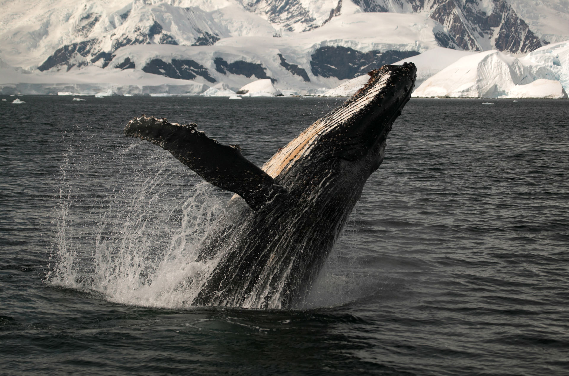 whales, Ocean, Sea Wallpaper