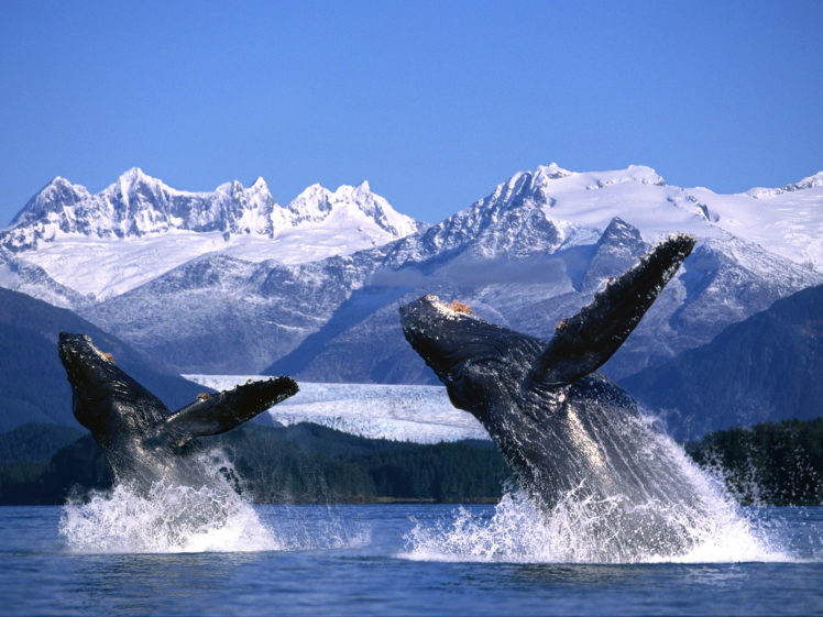 whales, Breach, Ocean, Sea, Landscapes, Mountains HD Wallpaper Desktop Background